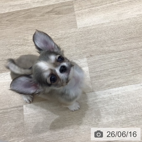 チワワの写真
