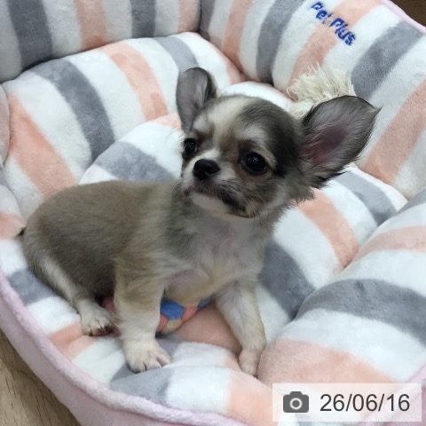 チワワの写真