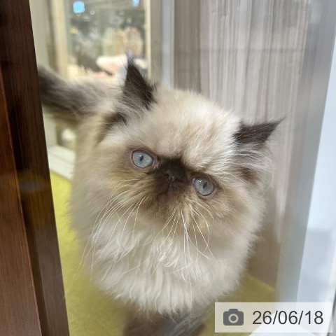 ヒマラヤンの写真