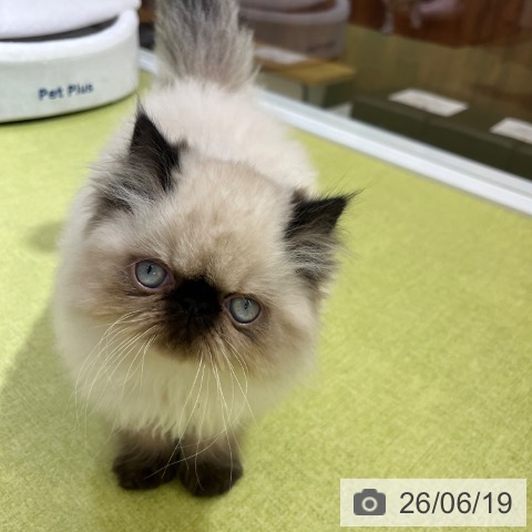 ヒマラヤンの写真