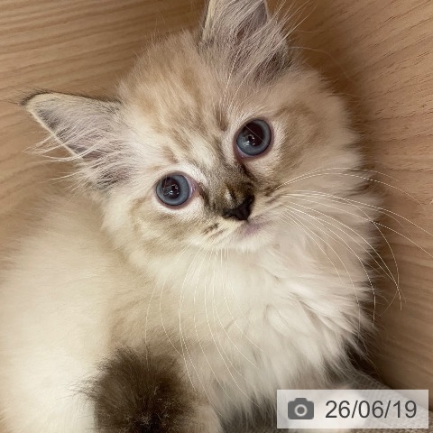 沖縄県のラグドール (ペットプラス 南風原店/2026年4月8日生まれ/男の子/シールリンクスポイントミテッド)の子猫の3枚目の画像