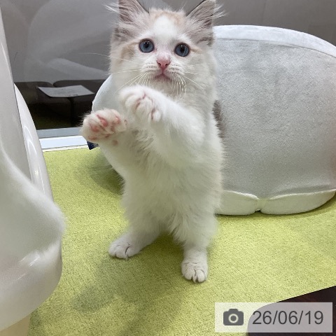 ラグドールの写真