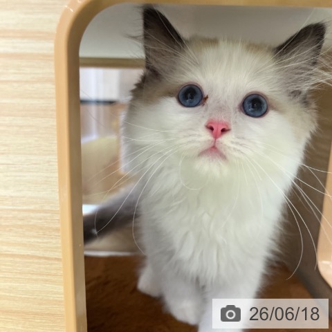 ラグドールの写真