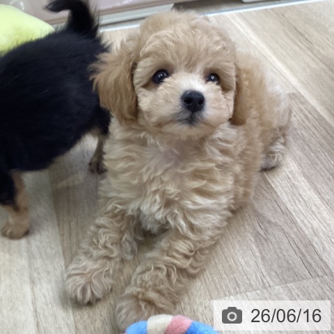 愛知県のトイプードル(トイ) (ペットプラス mozoワンダーシティ店/2026年4月16日生まれ/女の子/アプリコット)の子犬の3枚目の画像
