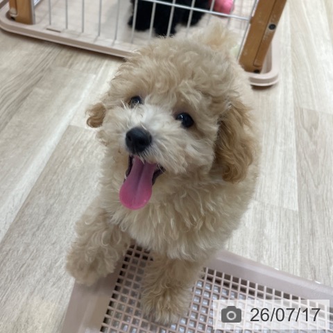 愛知県のトイプードル(トイ) (ペットプラス 上飯田店/2026年4月16日生まれ/女の子/アプリコット)の子犬の4枚目の画像