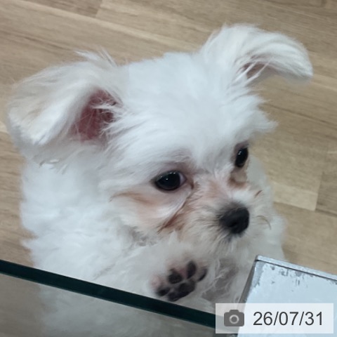 愛知県のマルチーズ (ペットプラス 東浦店/2026年4月15日生まれ/女の子/ホワイト)の子犬の3枚目の画像