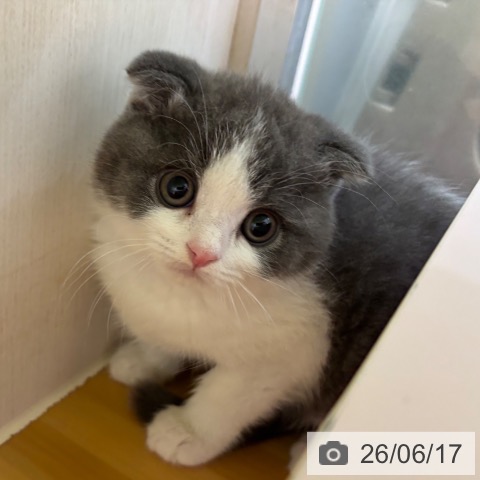 奈良県のスコティッシュフォールド (ペットプラス 大和郡山店/2026年4月11日生まれ/男の子/ブルータビーホワイト)の子猫の3枚目の画像
