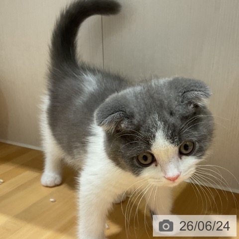 奈良県のスコティッシュフォールド (ペットプラス 大和郡山店/2026年4月11日生まれ/男の子/ブルータビーホワイト)の子猫の3枚目の画像
