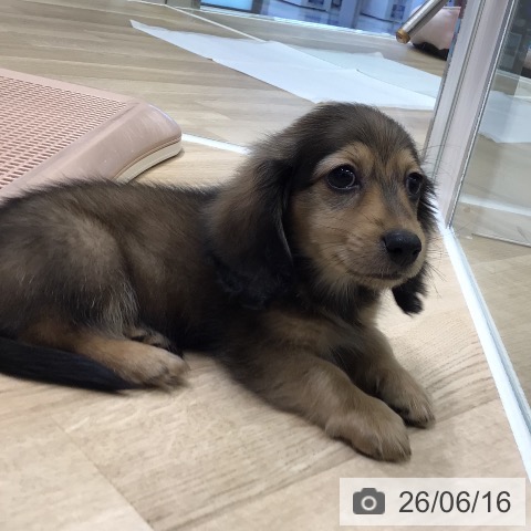 岐阜県のカニンヘンダックスフンド(ロング) (ペットプラス 各務原店/2026年4月9日生まれ/男の子/シェーデットイエロー)の子犬の4枚目の画像