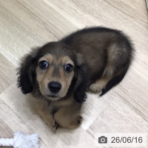 岐阜県のカニンヘンダックスフンド(ロング) (ペットプラス 各務原店/2026年4月9日生まれ/男の子/シェーデットイエロー)の子犬の3枚目の画像