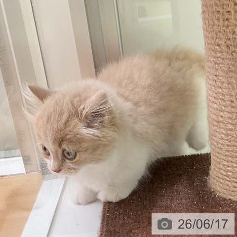 マンチカンの写真