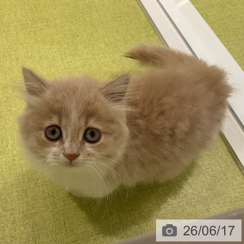 マンチカンの写真