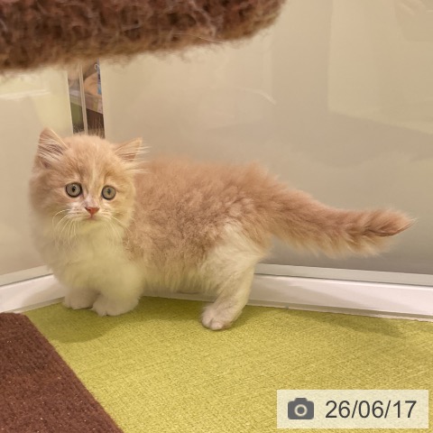 マンチカンの写真