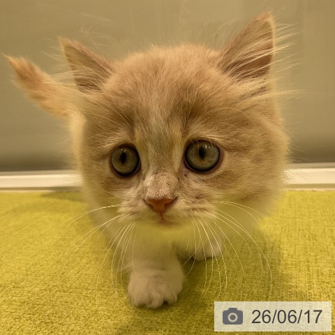 マンチカンの写真
