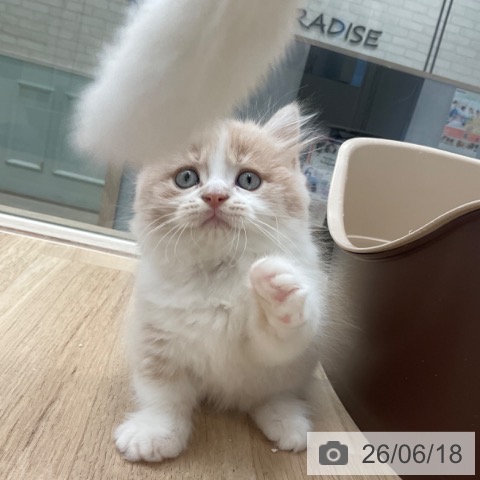 福岡県のマンチカン (ペットプラス ららぽーと福岡店/2026年4月15日生まれ/男の子/クリームタビーホワイト)の子猫の3枚目の画像