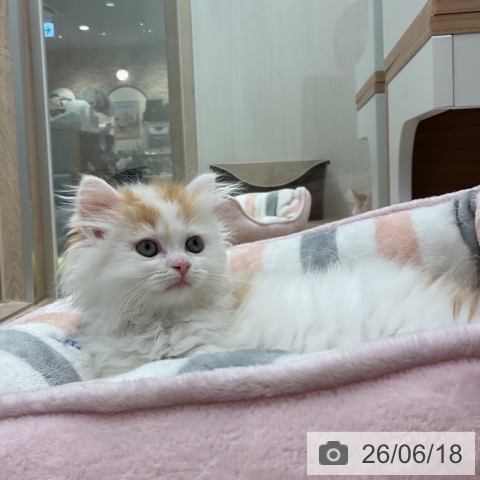 福岡県のラガマフィン (ペットプラス ららぽーと福岡店/2026年4月15日生まれ/女の子/レッドタビーホワイト)の子猫の4枚目の画像