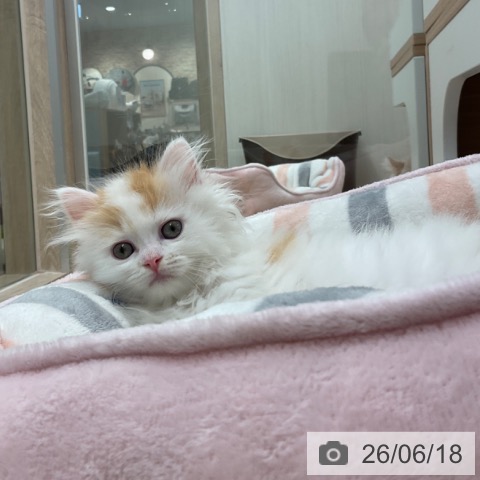 福岡県のラガマフィン (ペットプラス ららぽーと福岡店/2026年4月15日生まれ/女の子/レッドタビーホワイト)の子猫の3枚目の画像