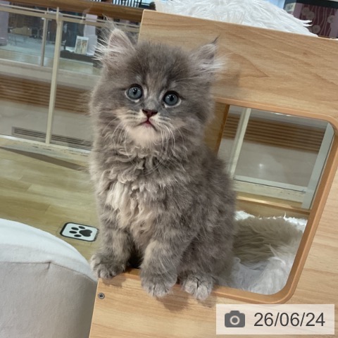 福岡県のサイベリアン (ペットプラス 小倉南店/2026年4月15日生まれ/男の子/ブルータビー)の子猫の4枚目の画像