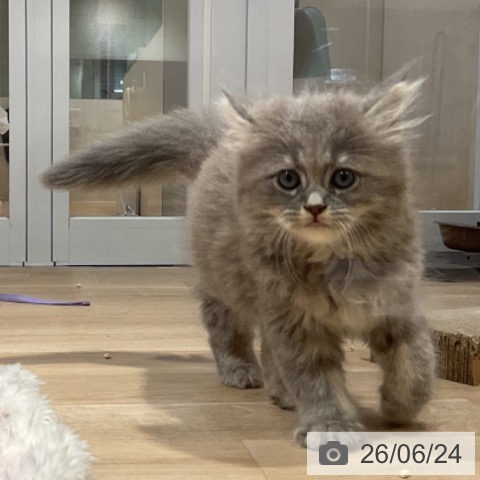 福岡県のサイベリアン (ペットプラス 小倉南店/2026年4月15日生まれ/男の子/ブルータビー)の子猫の3枚目の画像