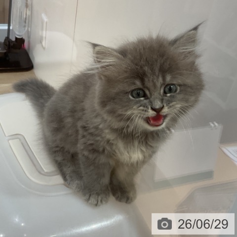 福岡県のサイベリアン (ペットプラス 小倉南店/2026年4月15日生まれ/男の子/ブルータビー)の子猫の4枚目の画像
