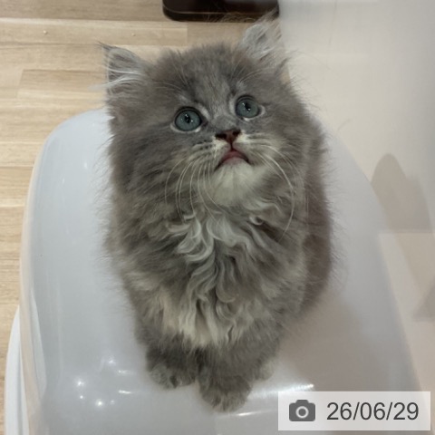 福岡県のサイベリアン (ペットプラス 小倉南店/2026年4月15日生まれ/男の子/ブルータビー)の子猫の3枚目の画像