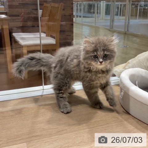 福岡県のサイベリアン (ペットプラス 小倉南店/2026年4月15日生まれ/男の子/ブルータビー)の子猫の3枚目の画像