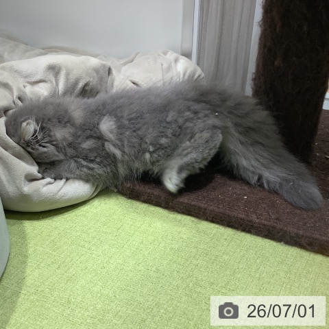 福岡県のサイベリアン (ペットプラス 福岡店/2026年4月15日生まれ/男の子/ブルータビー)の子猫の4枚目の画像