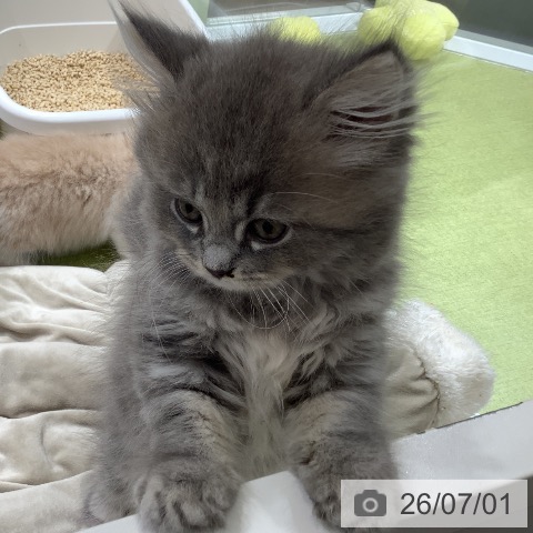 福岡県のサイベリアン (ペットプラス 福岡店/2026年4月15日生まれ/男の子/ブルータビー)の子猫の3枚目の画像