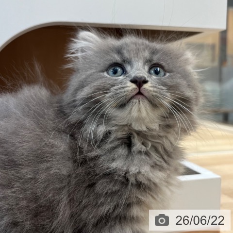 福岡県のサイベリアン (ペットプラス ららぽーと福岡店/2026年4月15日生まれ/男の子/ブルータビー)の子猫の4枚目の画像