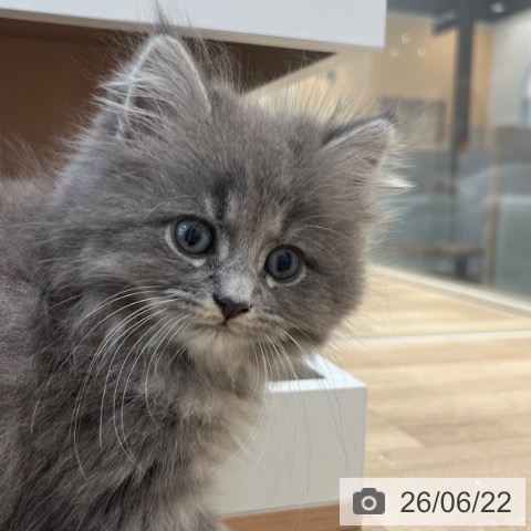 福岡県のサイベリアン (ペットプラス ららぽーと福岡店/2026年4月15日生まれ/男の子/ブルータビー)の子猫の3枚目の画像