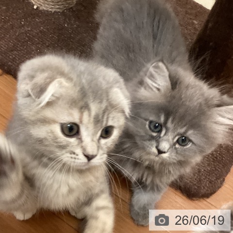 福岡県のサイベリアン (ペットプラス 春日店/2026年4月15日生まれ/男の子/ブルータビー)の子猫の4枚目の画像
