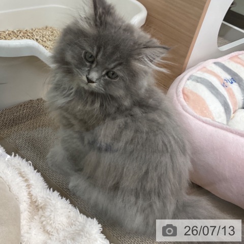 福岡県のサイベリアン (ペットプラス 春日店/2026年4月15日生まれ/男の子/ブルータビー)の子猫の4枚目の画像