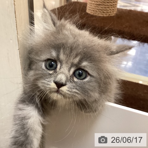 福岡県のサイベリアン (ペットプラス 春日店/2026年4月15日生まれ/男の子/ブルータビー)の子猫の3枚目の画像