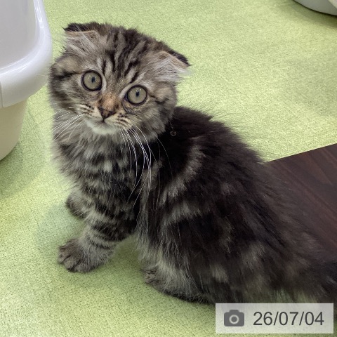 大阪府のスコティッシュフォールド (ペットプラス ららぽーと和泉店/2026年4月2日生まれ/男の子/ブラウンタビー)の子猫の3枚目の画像