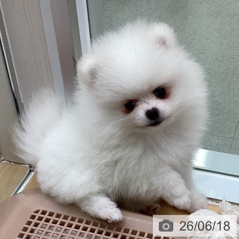 ポメラニアンの写真