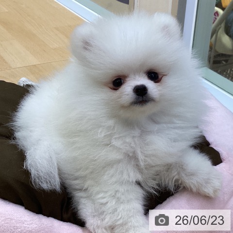 ポメラニアンの写真