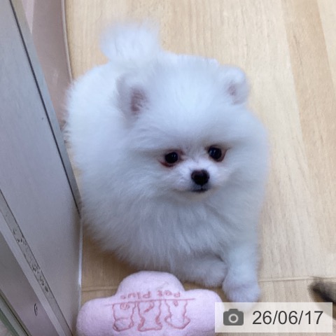 愛知県のポメラニアン (ペットプラス 三好店/2026年4月14日生まれ/男の子/ホワイトクリーム)の子犬の4枚目の画像