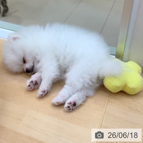 ポメラニアンの写真