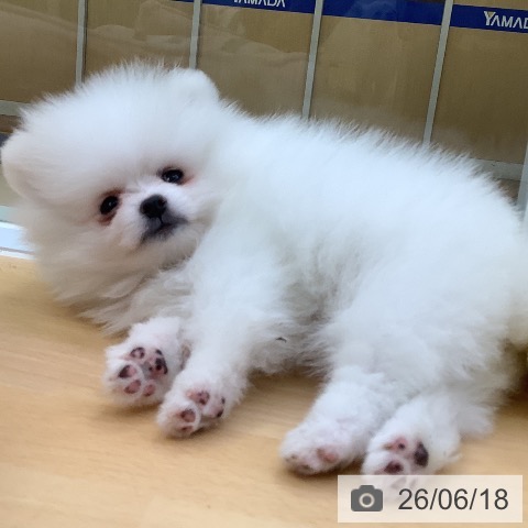 愛知県のポメラニアン (ペットプラス 三好店/2026年4月14日生まれ/男の子/ホワイトクリーム)の子犬の3枚目の画像