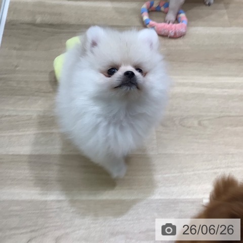 岐阜県のポメラニアン (ペットプラス 各務原店/2026年4月14日生まれ/男の子/クリーム)の子犬の4枚目の画像