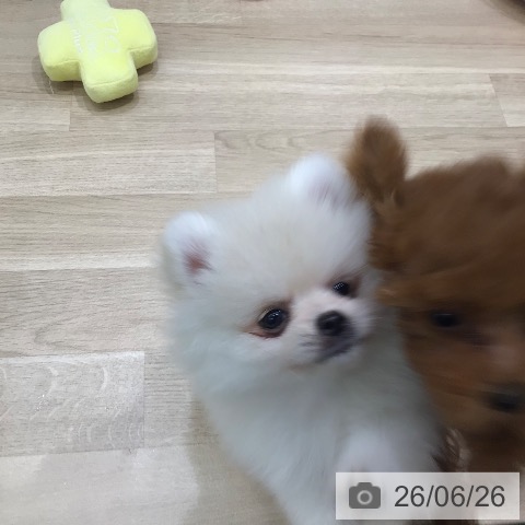 岐阜県のポメラニアン (ペットプラス 各務原店/2026年4月14日生まれ/男の子/クリーム)の子犬の3枚目の画像
