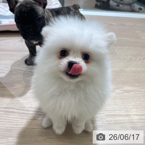 ポメラニアンの写真