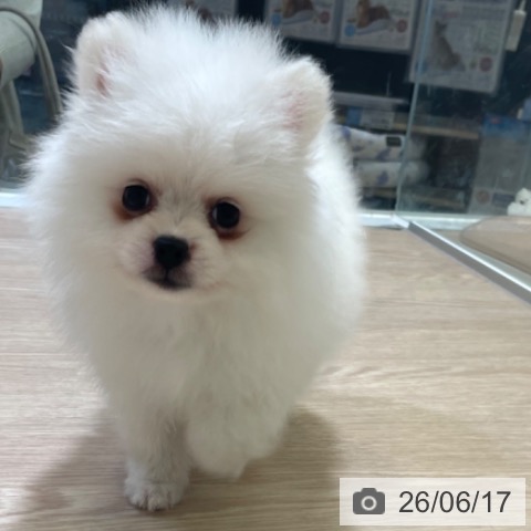ポメラニアンの写真