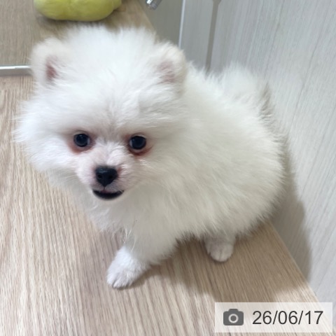 ポメラニアンの写真