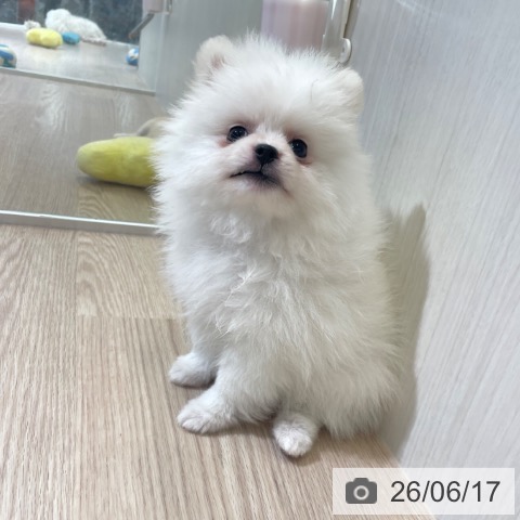 ポメラニアンの写真