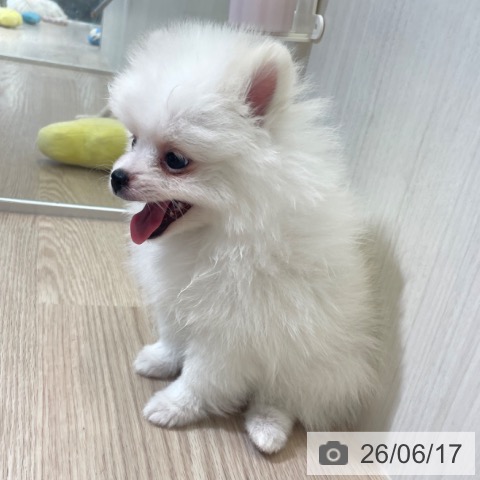 ポメラニアンの写真