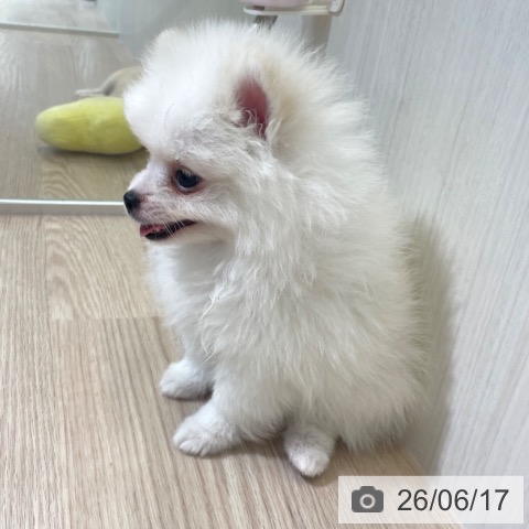 ポメラニアンの写真