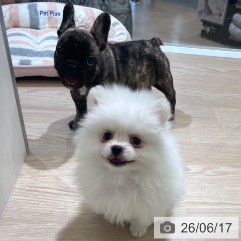 ポメラニアンの写真