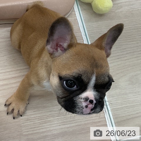 福井県のフレンチブルドッグ (ペットプラス 福井店/2026年4月15日生まれ/男の子/フォーンホワイト)の子犬の3枚目の画像