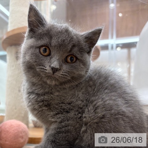 大阪府のブリティッシュショートヘアー (ペットプラス イオン大日店/2026年4月12日生まれ/女の子/ブルー)の子猫の4枚目の画像